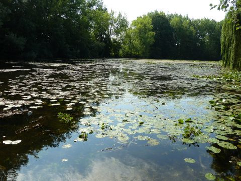 Vodná hladina Klátovského ramena s kvitnúcou močiarnou vegetáciou pri Vodnom mlyne Dunajský Klátov