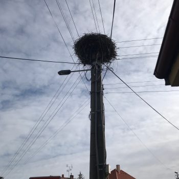Hniezdo na elektrickom vedení pred preložením. Prekládka hniezda, obec Ohrady, foto: M. Vavríková