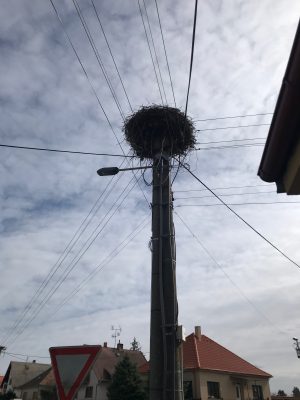 Hniezdo na elektrickom vedení pred preložením. Prekládka hniezda, obec Ohrady, foto: M. Vavríková